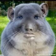 Abata