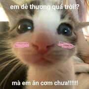 Nguyenchiruy