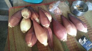 đụ chó mai com bắck king-mscc