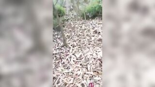 Bắt quả tang vợ nhà ai tằng tịu với trai già trong rừng