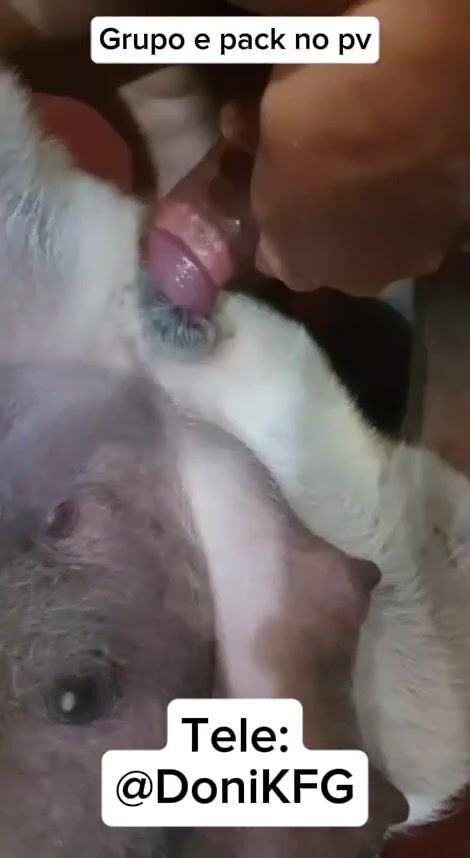 Nghe cải lương và chịt chó