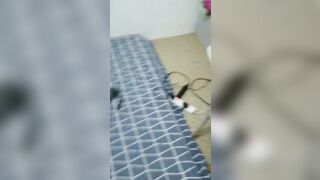 Anh trai về quê chị dâu ở nhà chăm con thằng em chồng qua gả đụ làm tình cùng chị dâu